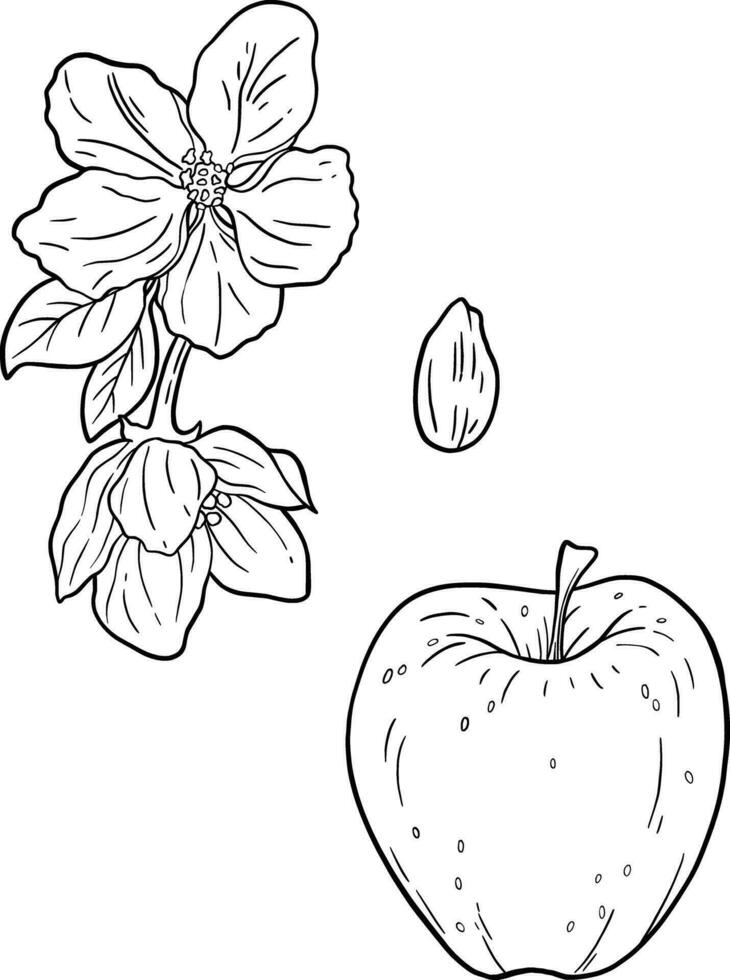 Apple botanical coloring book for education and mental health vector