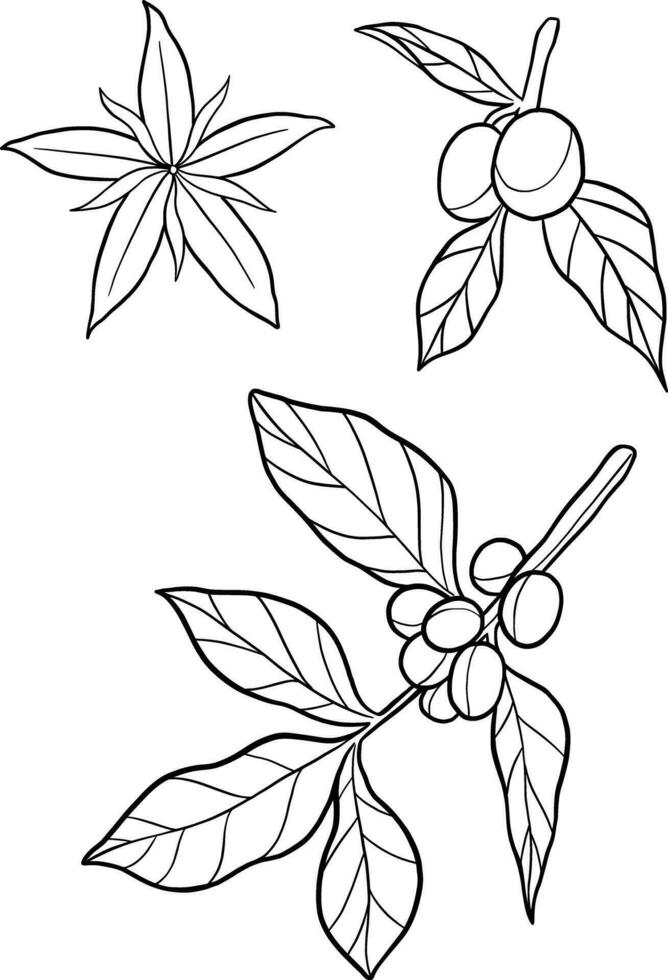 Coffee plant botanical coloring book for education and mental health vector