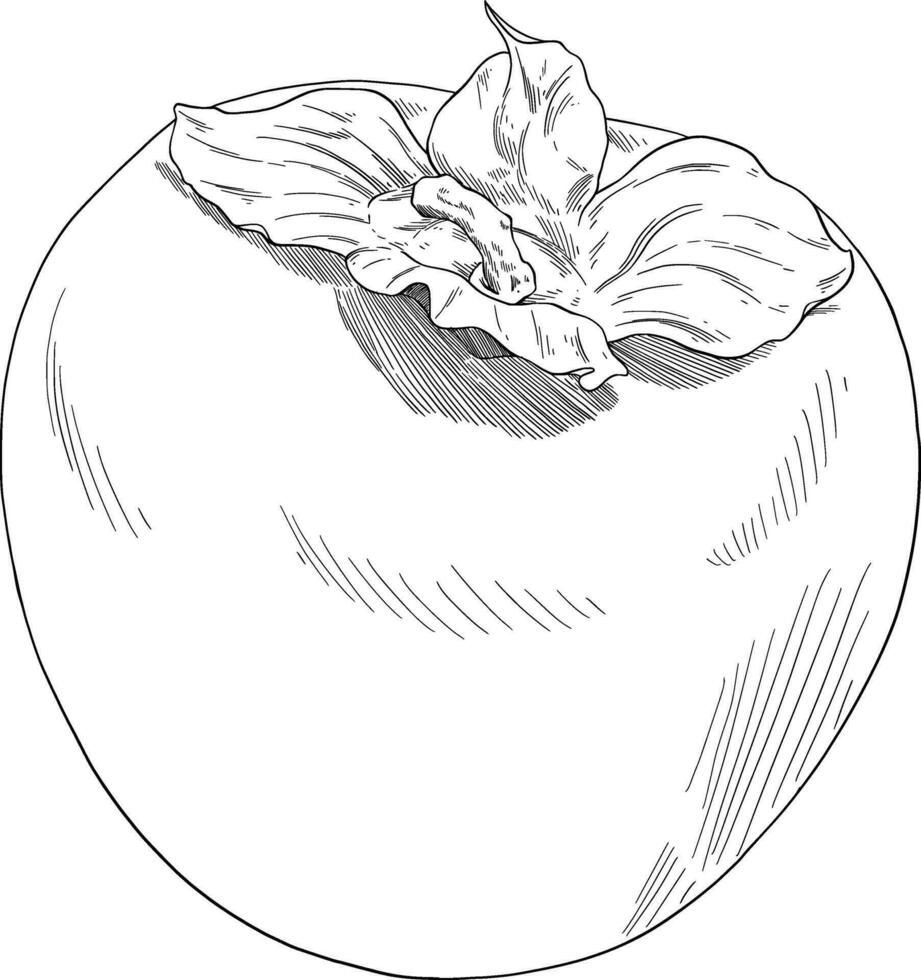Persimmon fruit hand drawn illustration vector