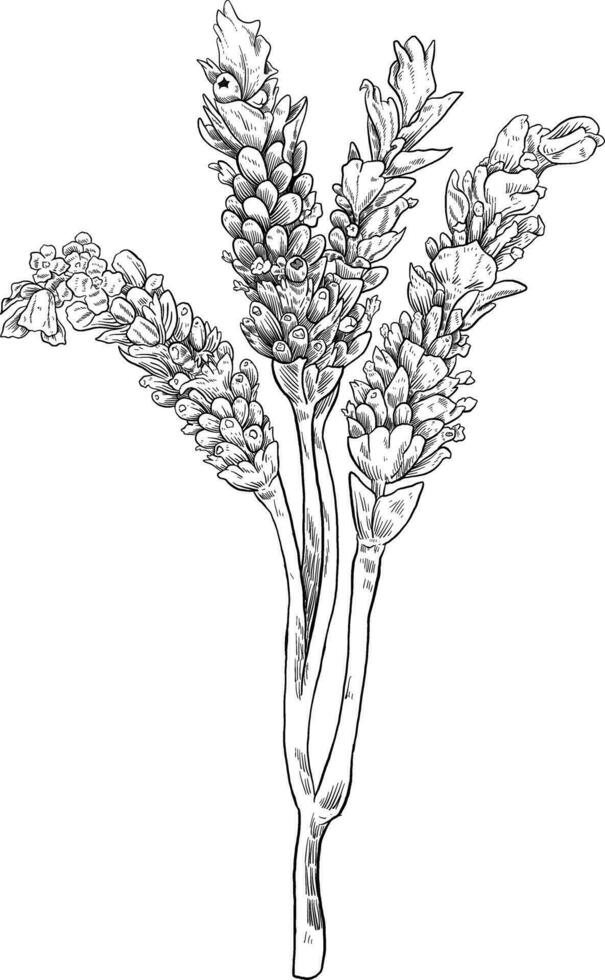 lavanda flor bosquejo botánico ilustración vector