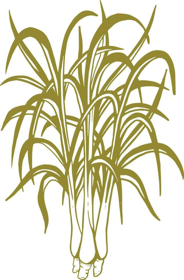 Lemongrass herbs botanical sketch illustration vector