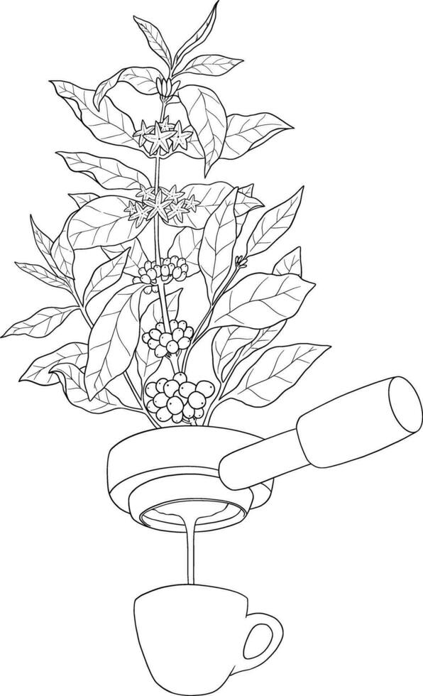 portafiltro Café exprés con café planta bosquejo ilustración vector