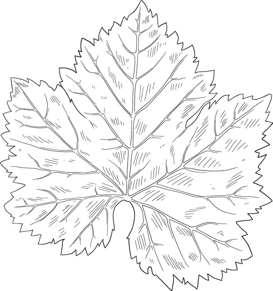 Grape vine leave botanical sketch illustration vector