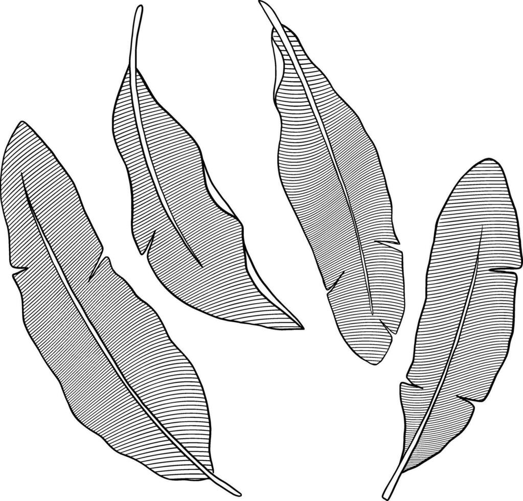 Banana leaves botanical sketch illustration vector