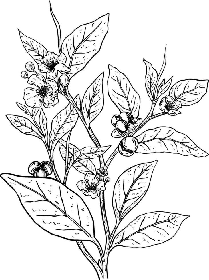 Tea plant botanical decorative sketch illustration vector