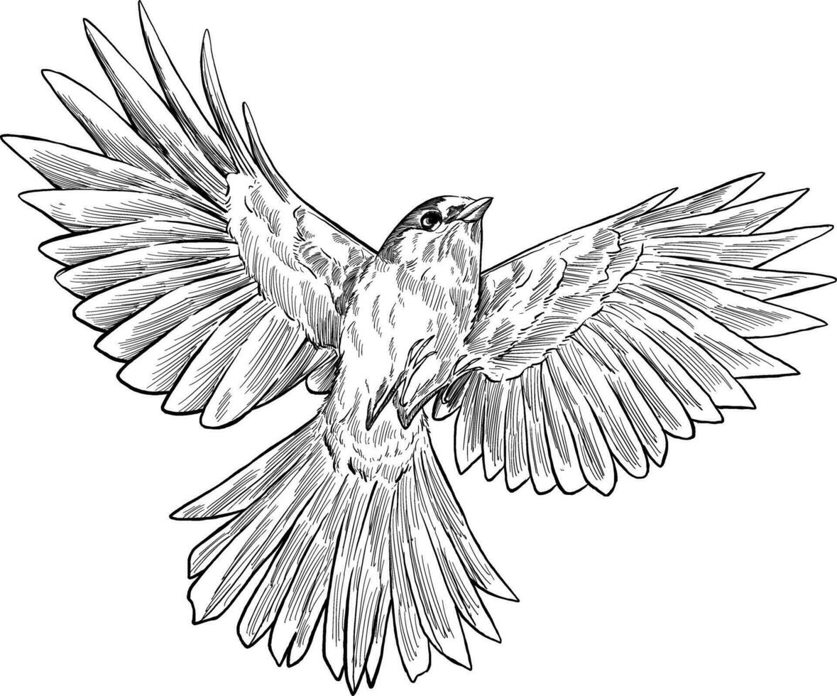 Mocking bird fly sketch illustration vector