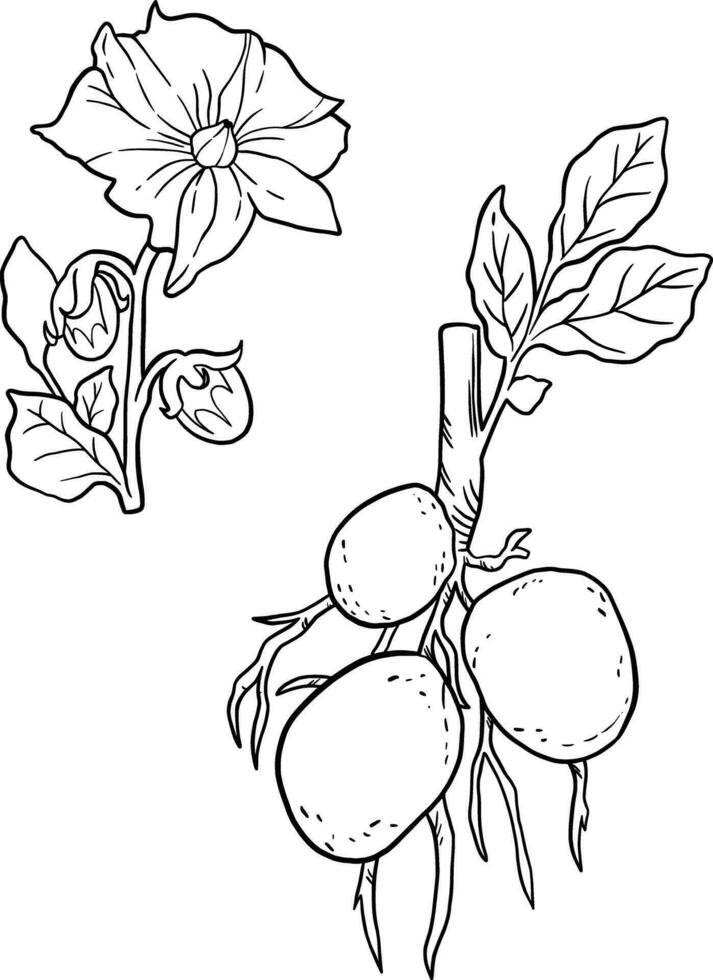 Potatoes botanical coloring book for education and mental health vector