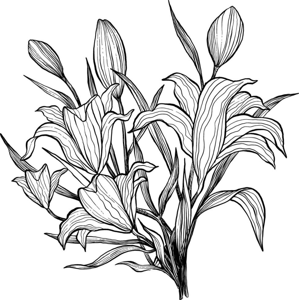 Wild lily flower illustration boquet vector