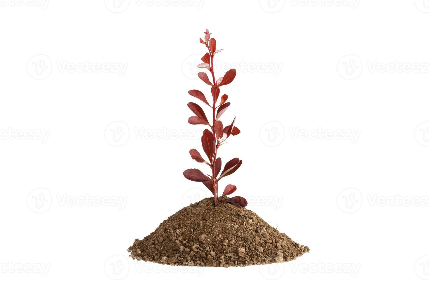 Red plant sprout growing from soil. Isolated on white. photo