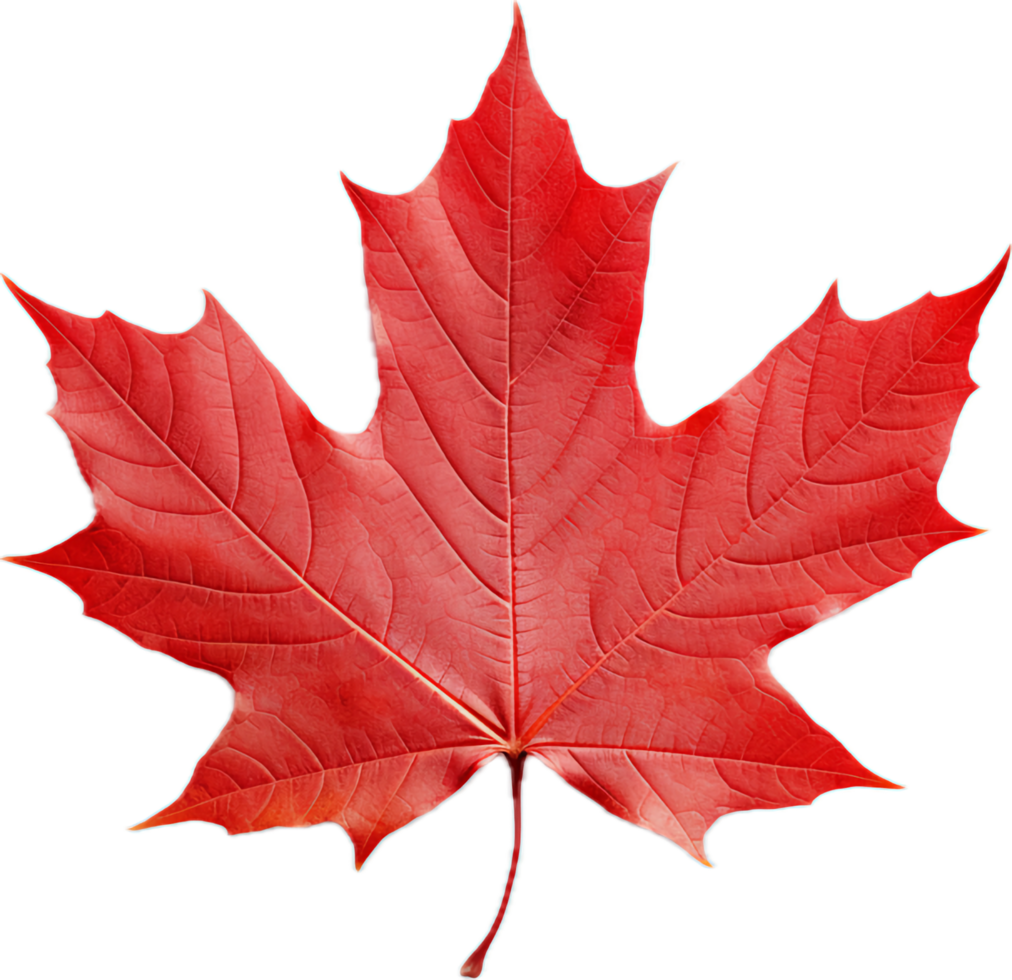 Red maple leaf png with AI generated.