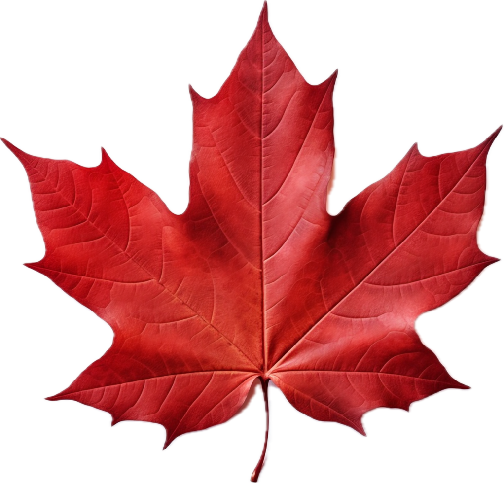 Red maple leaf png with AI generated.