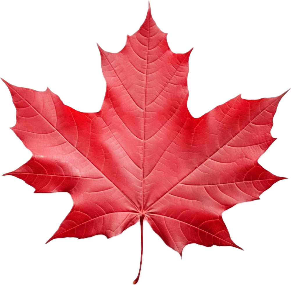 Red maple leaf png with AI generated.