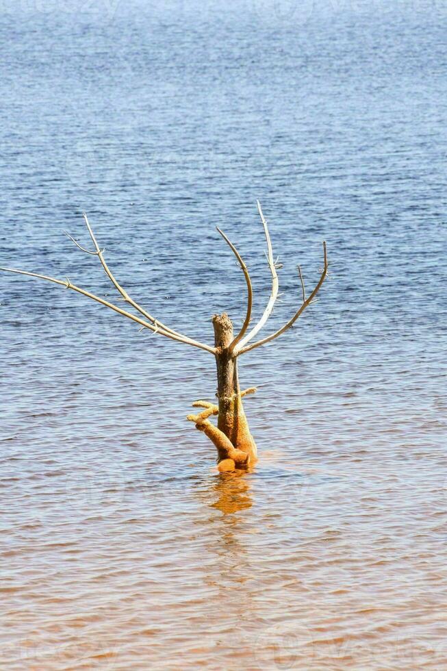 a dead tree in the water with a fish photo