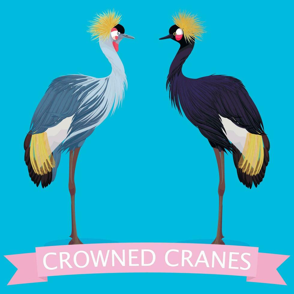 Crowned cranes set isolated on blue vector