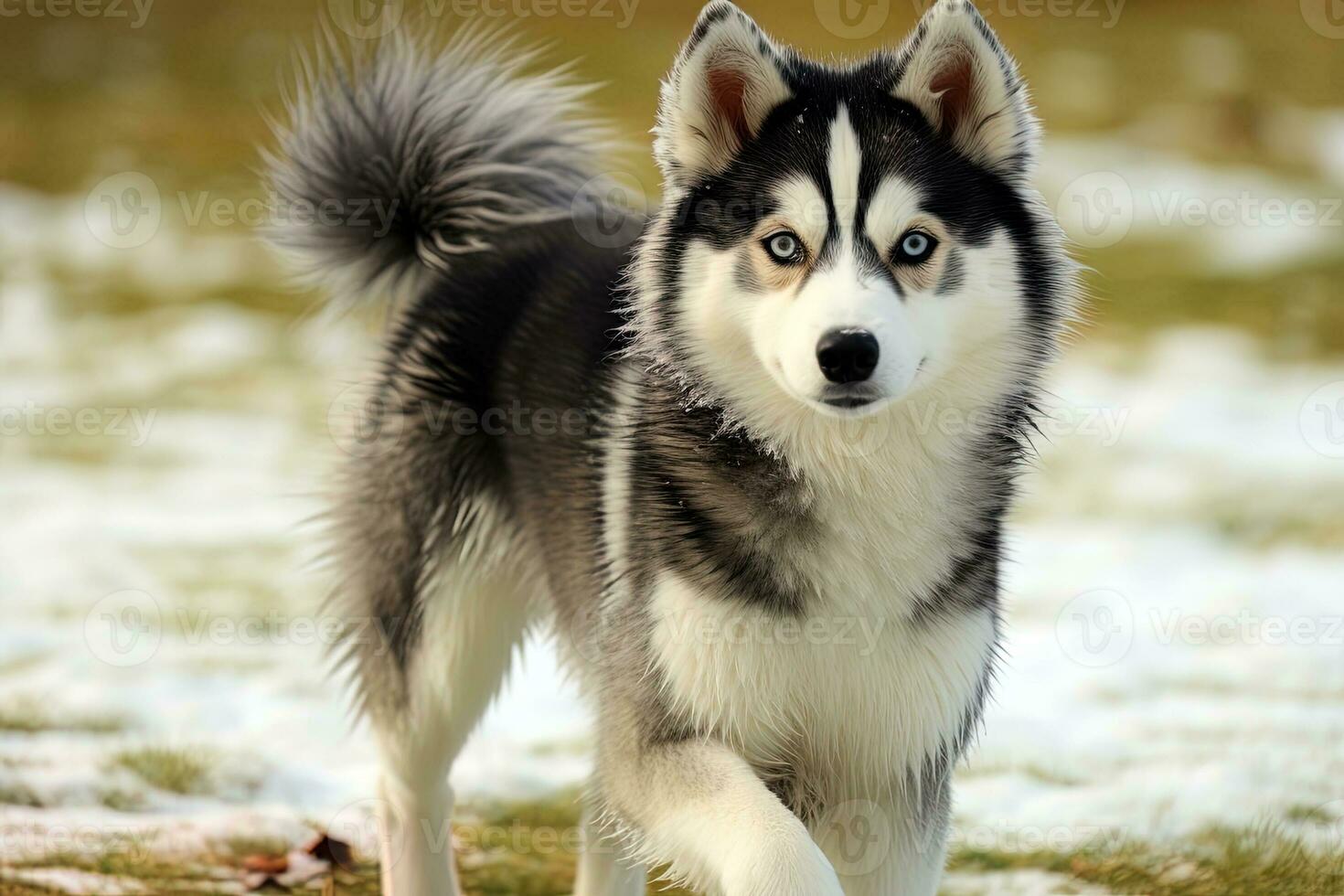 Alaskan hotsell kli kli