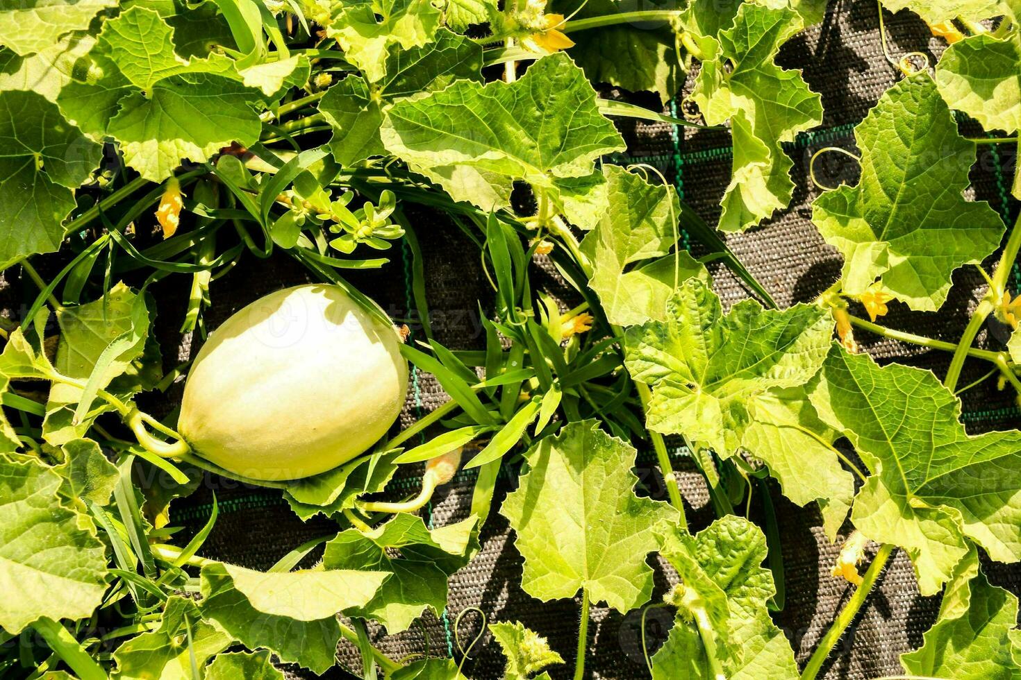 a melon growing in the garden photo
