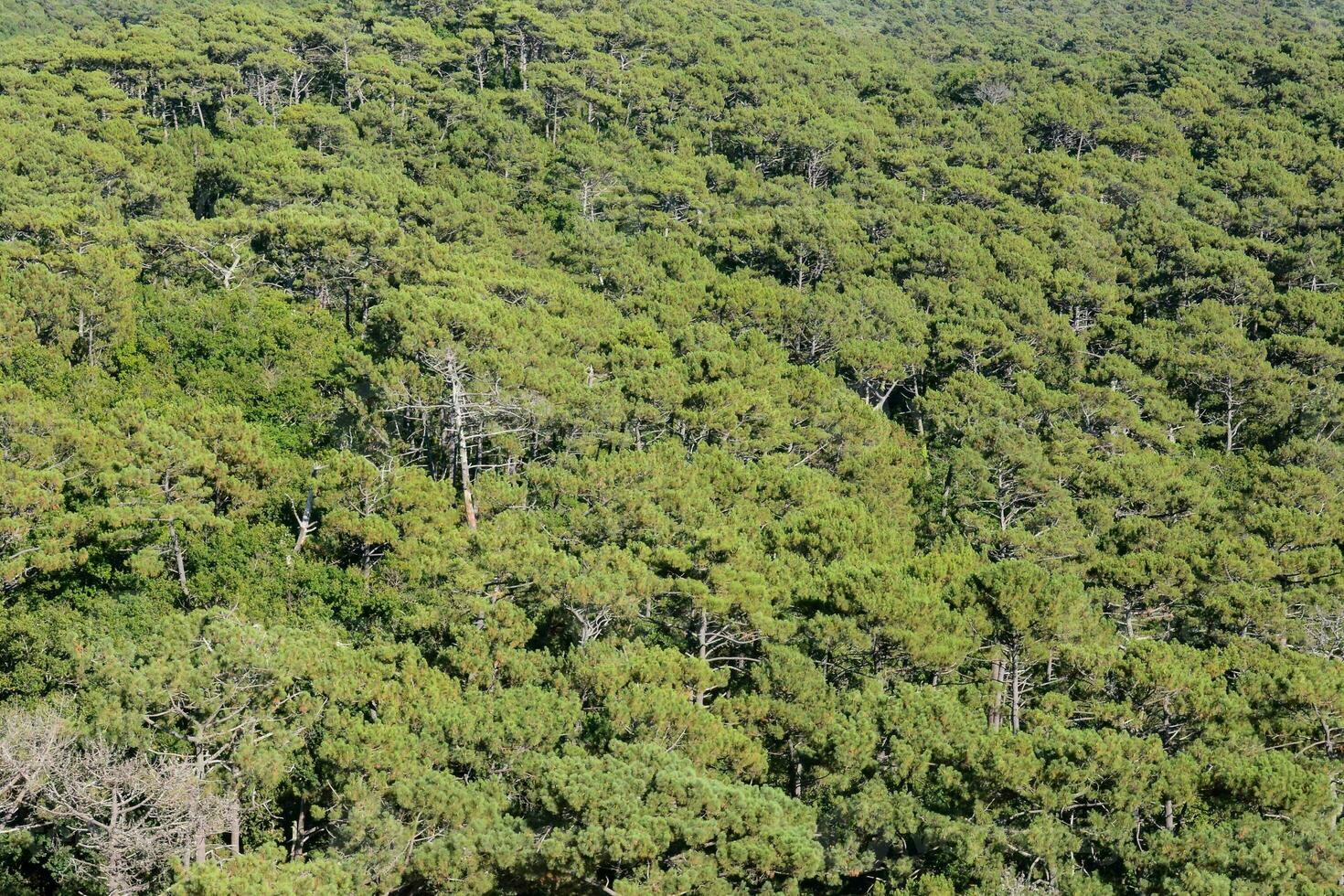 trees on a hillside photo