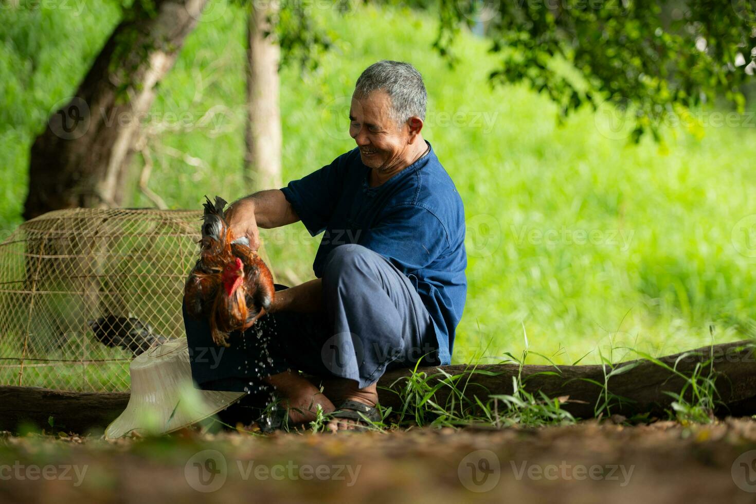 aldeanos en rural Tailandia son levantamiento luchando pollas a competir en pelea de gallos, un nativo deporte. foto