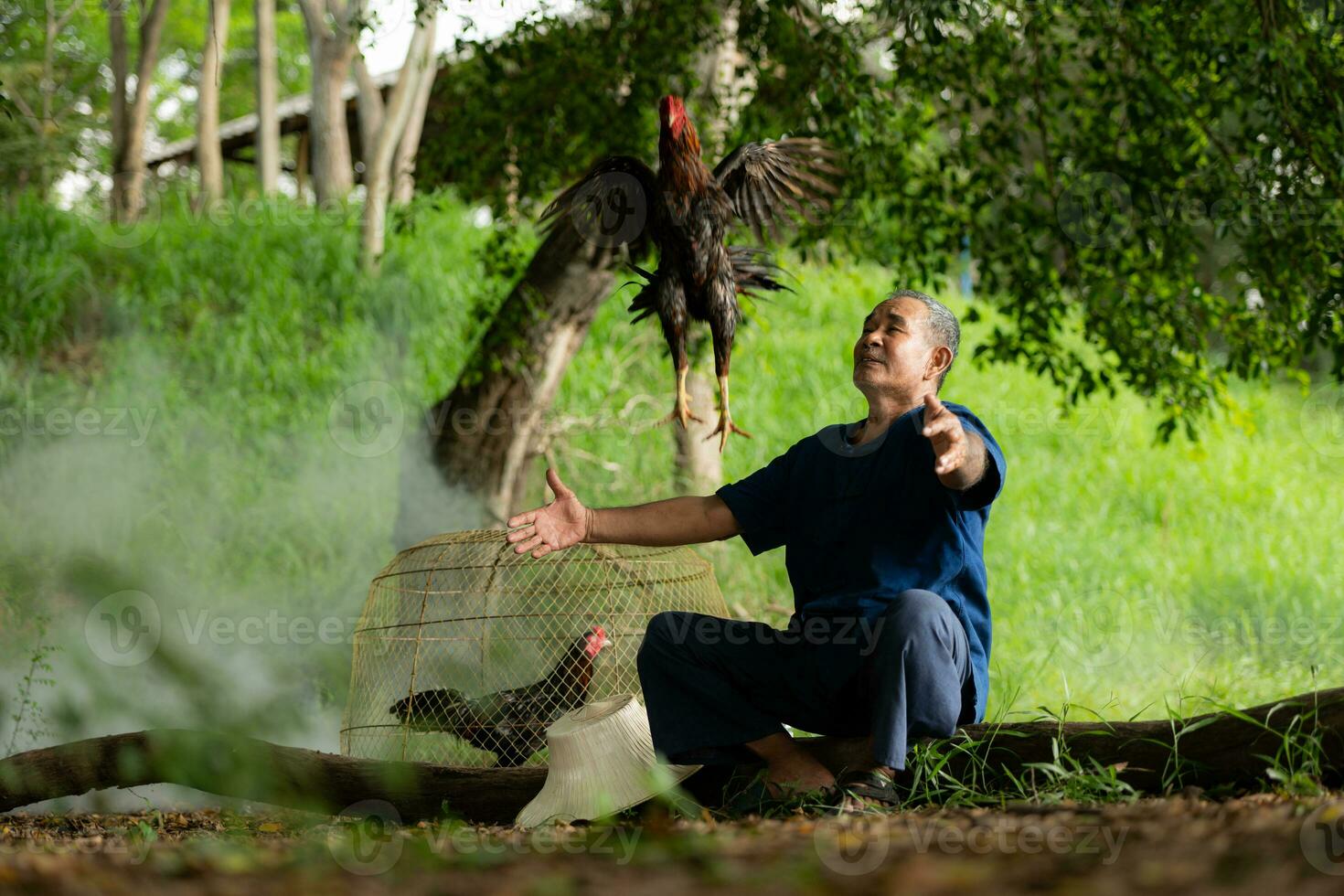 Villagers in rural Thailand are raising fighting cocks to compete in cockfighting, a native sport. photo