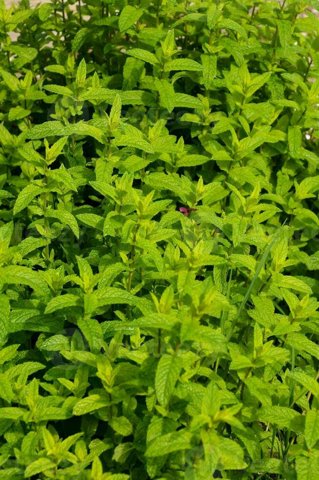 a bush of green leaves photo