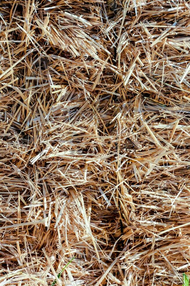 a close up of a pile of straw photo