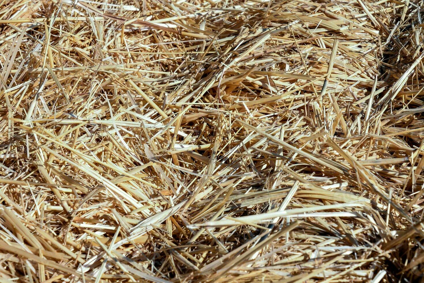 a close up of straw in a field photo