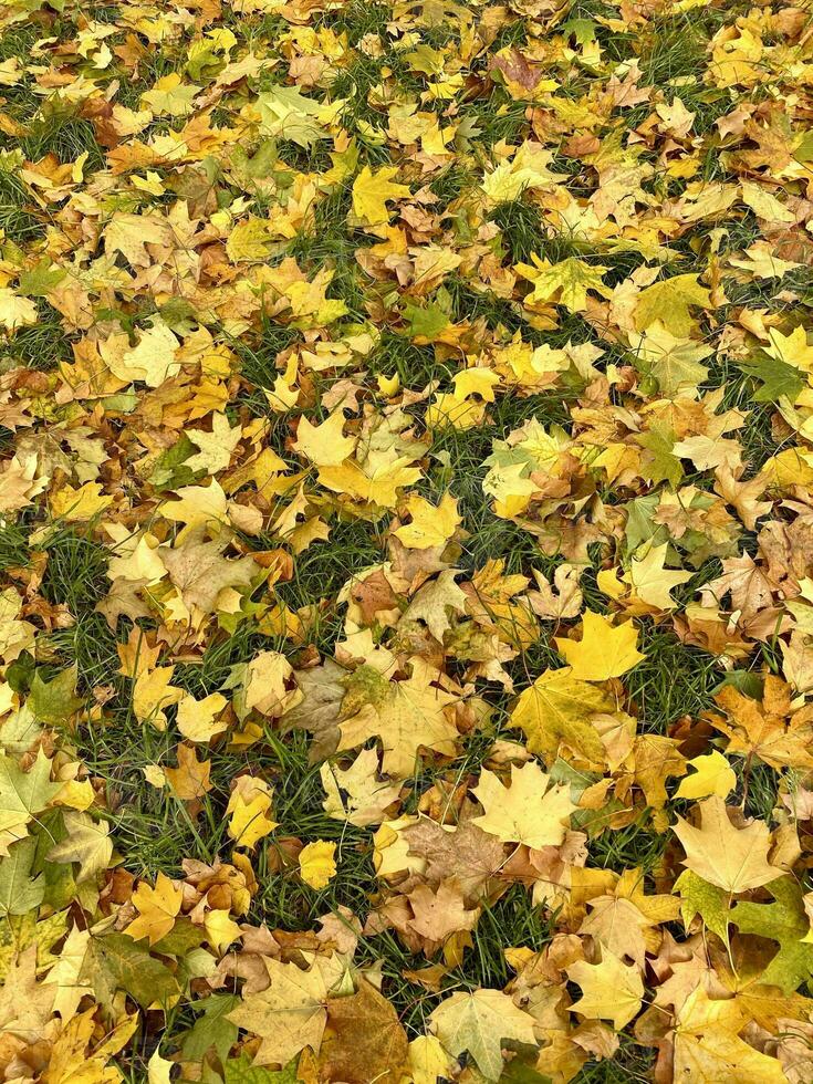 Yellow maple leaves on green grass. Wallpaper photo