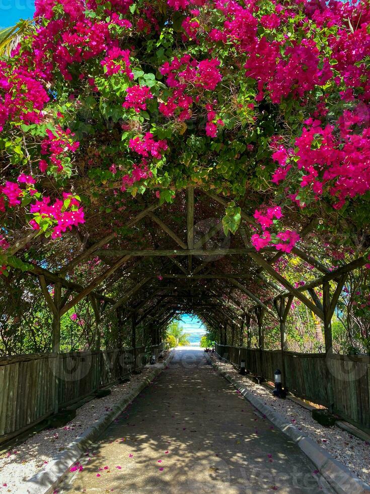 Bougainvillea tree over a garden path on a sunny day in Kiwengwa, Zanzibar photo