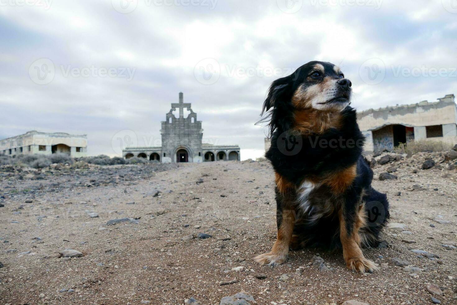 a dog sits in front of a church photo