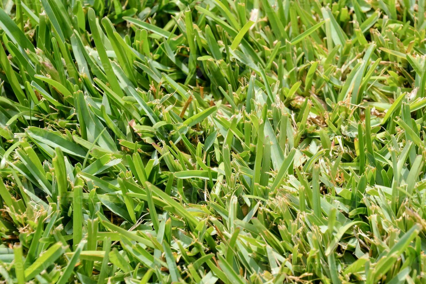 a close up of a green lawn photo