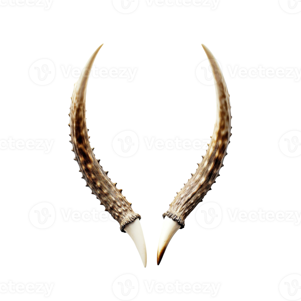 Animal horns isolated on transparent background, created with generative AI png