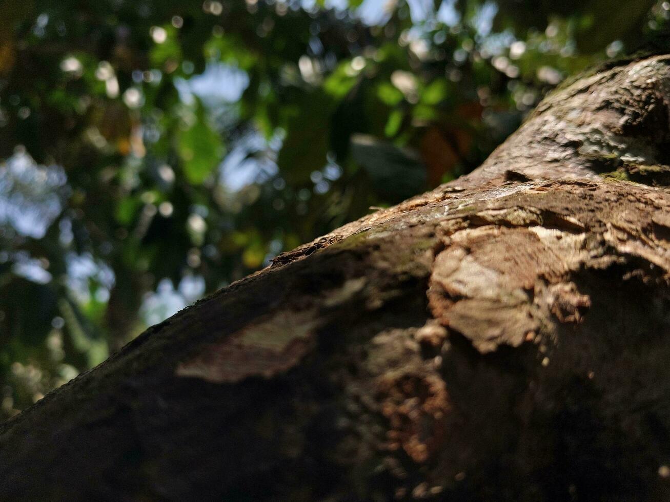 ladrar de un árbol en el selva. cerca arriba. foto