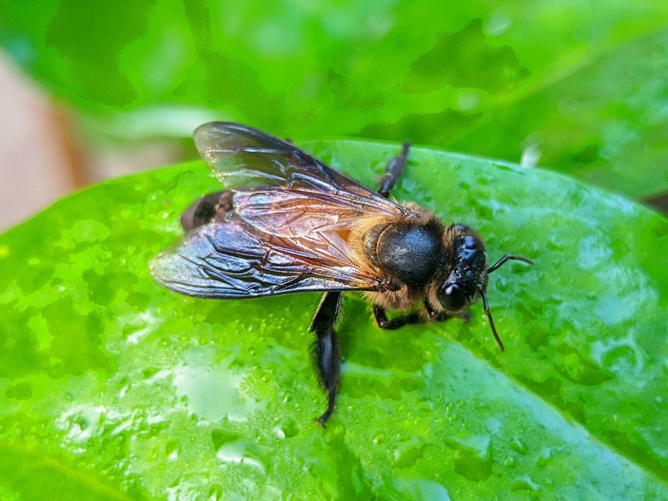 Macro photo of a bee on a green leaf in the garden