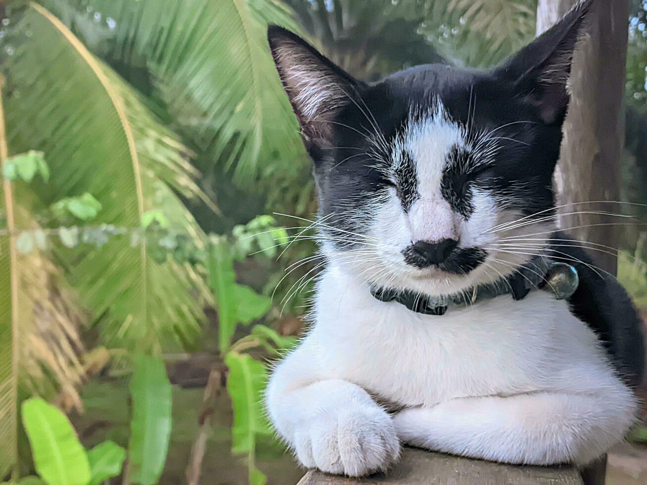 Black and white cat with long whiskers, sitting on the floor. photo