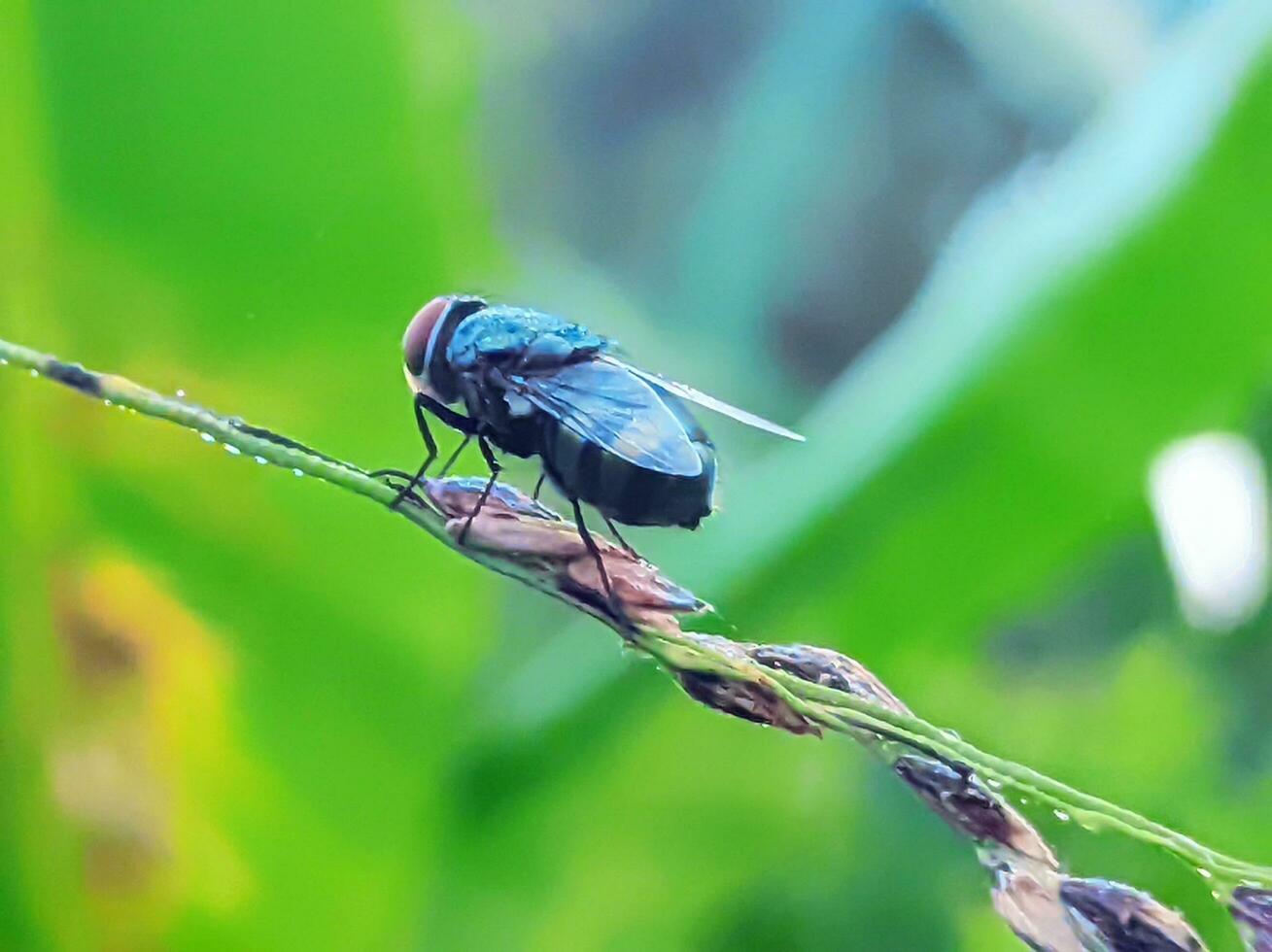 Macro photo of a fly on a rice stalk in a rice field