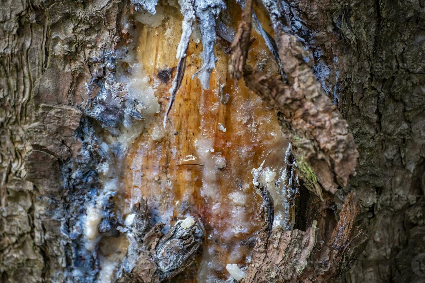 tree resin on trees in a local recreation area photo