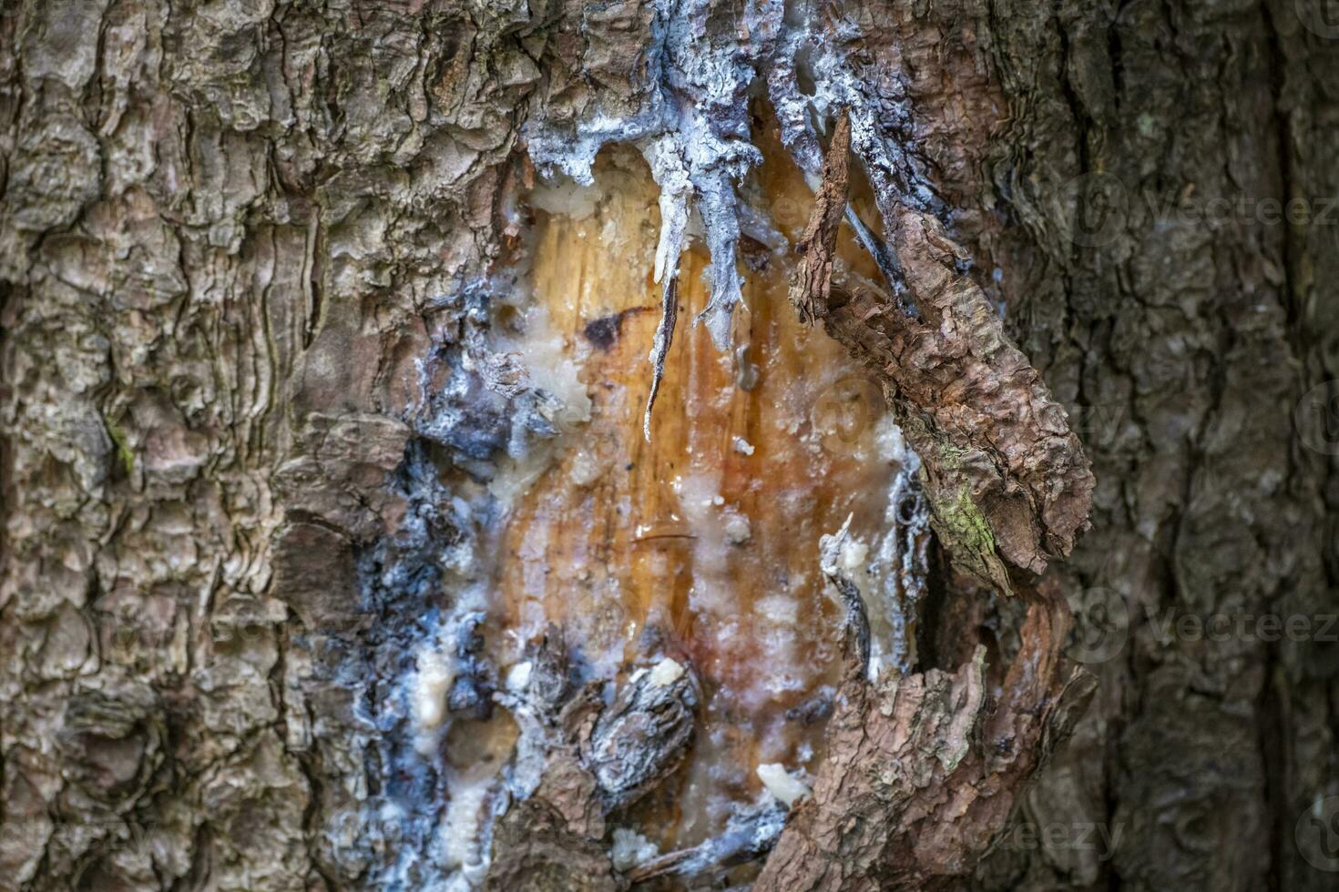 tree resin on trees in a local recreation area photo