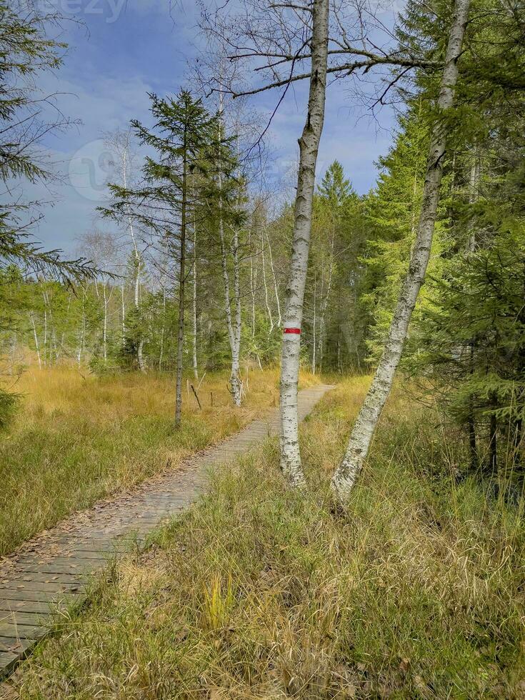 caminar en paseo marítimo mediante el fohramoos europeo proteccion zona en Austria foto