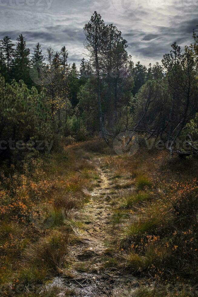 caminar mediante el pantano en el fohramoos europeo proteccion zona foto