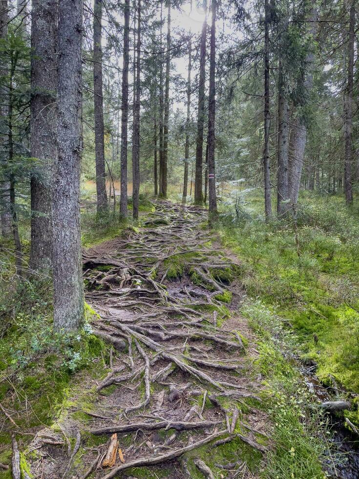 caminar mediante el madera a el fohramoos europeo proteccion zona en Austria foto