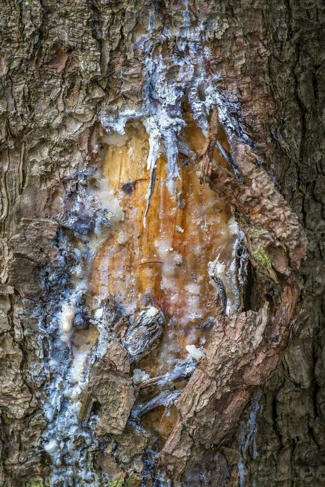 tree resin on trees in a local recreation area photo