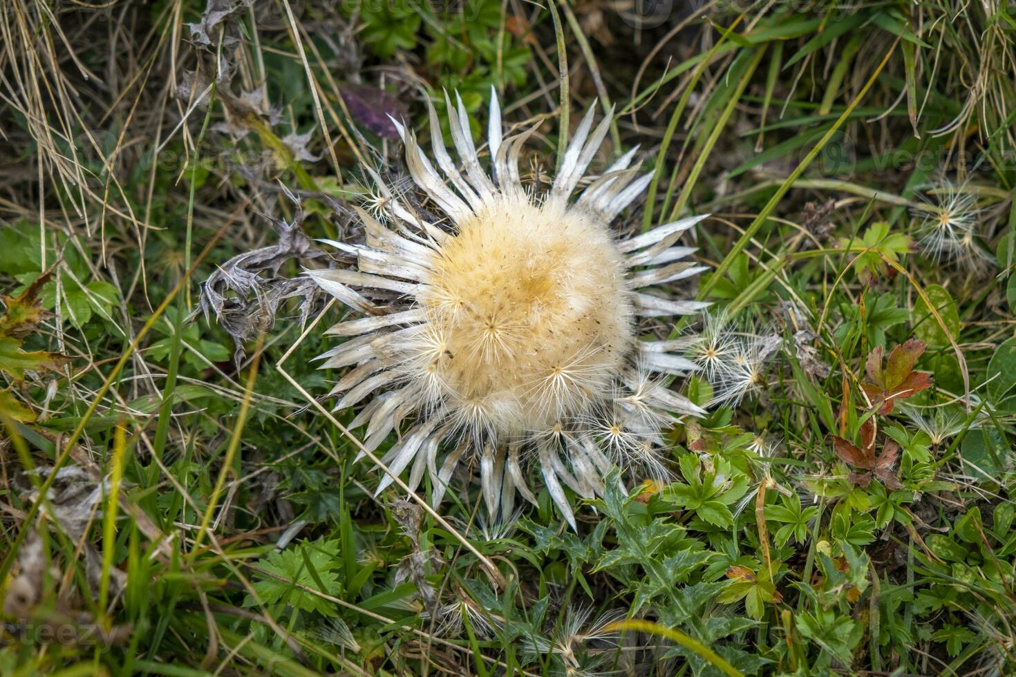 plata cardo, planta, hochtannberg, otoño foto