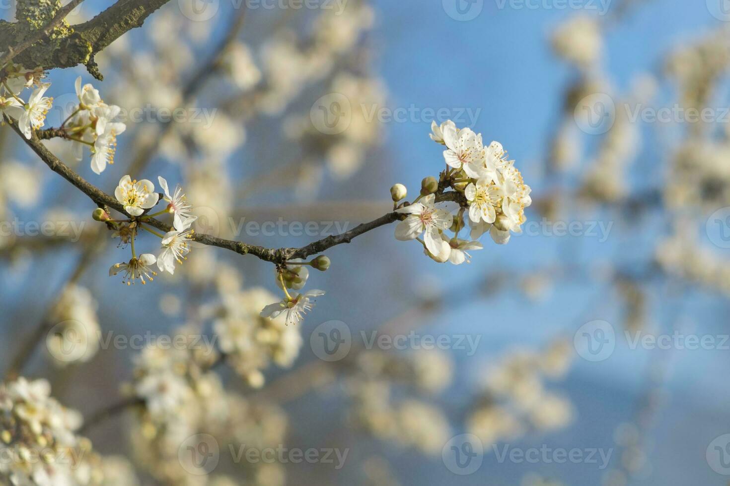 apple blossom in plantation photo