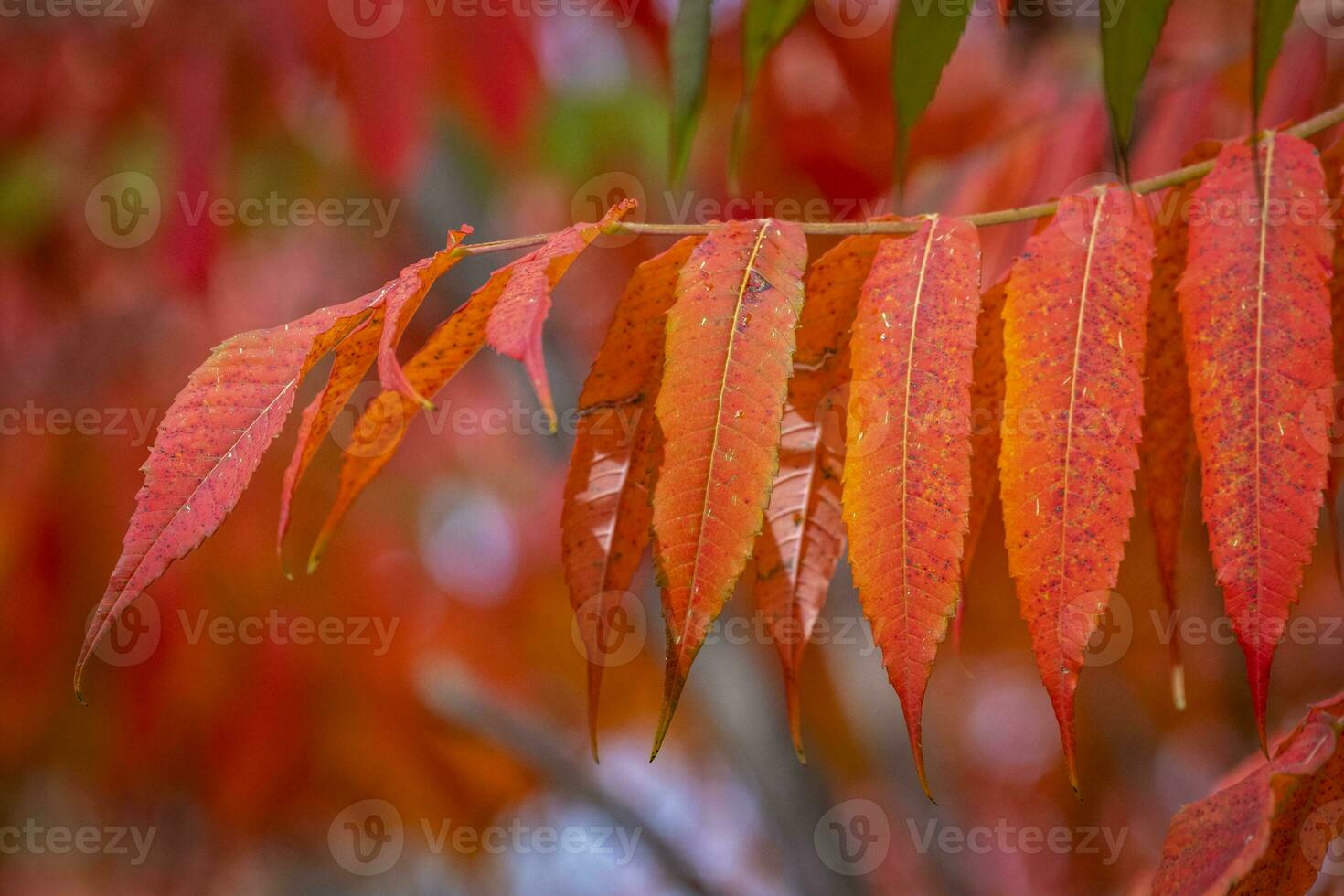 red plants in automn photo