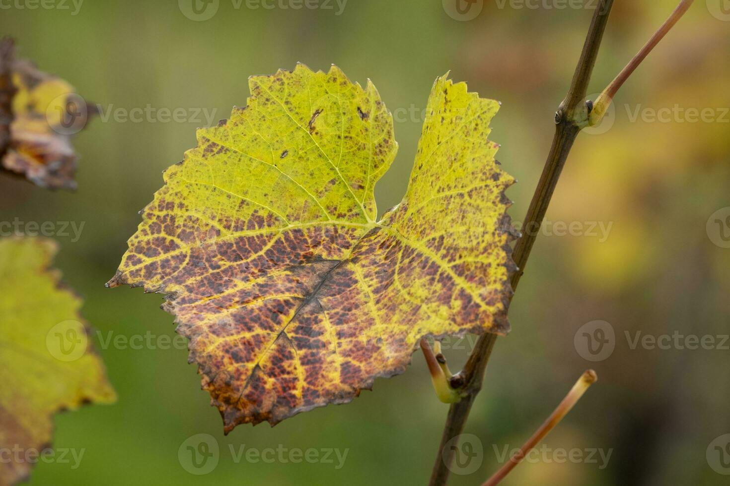 colorful leaves in autumn photo