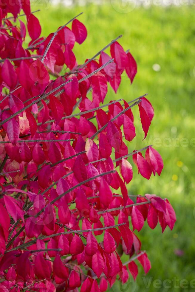 red plants in automn photo