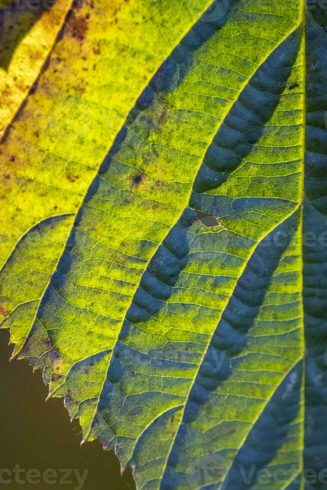 green leaves in autumn photo