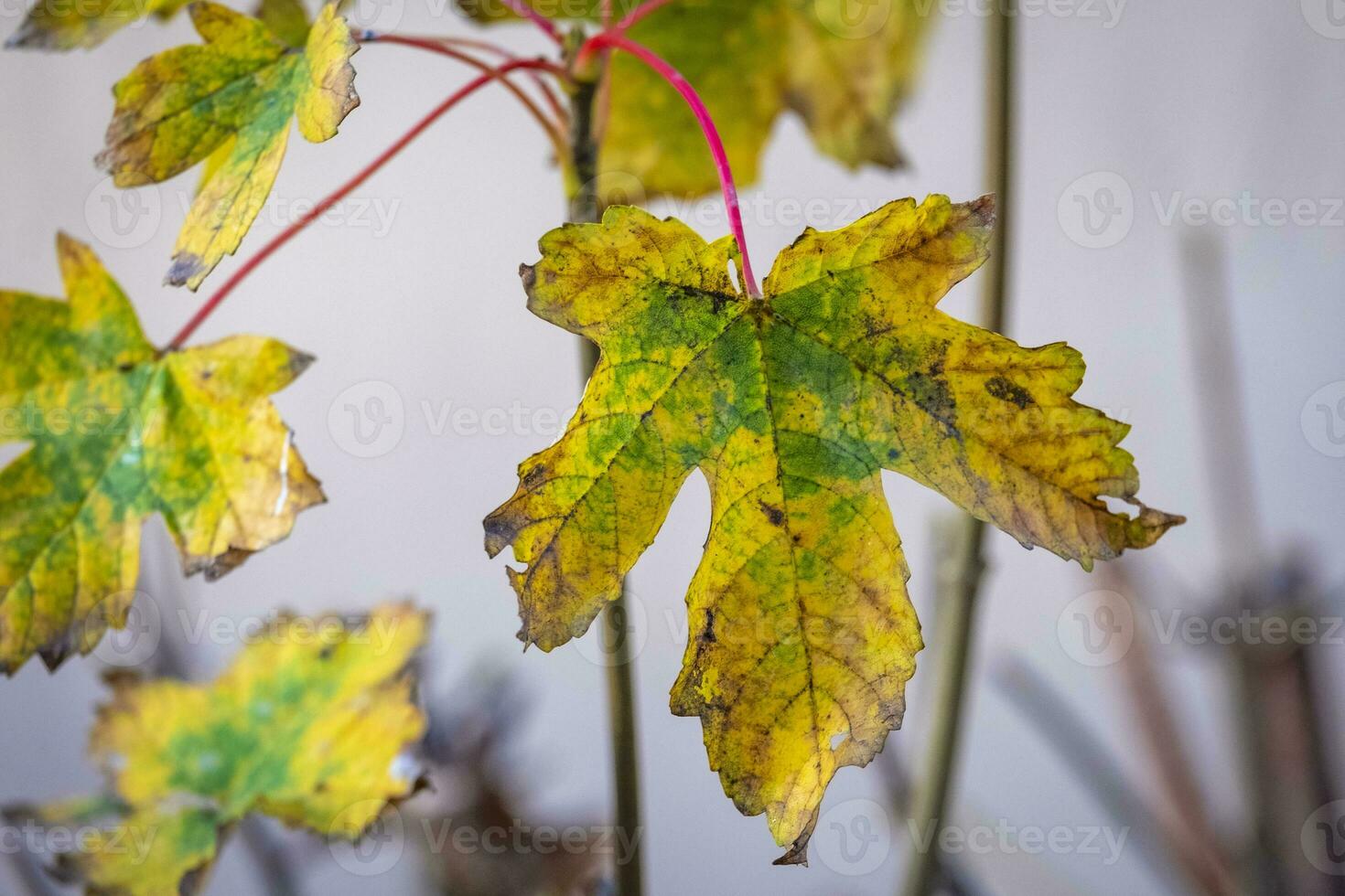 colorful leaves in autumn photo