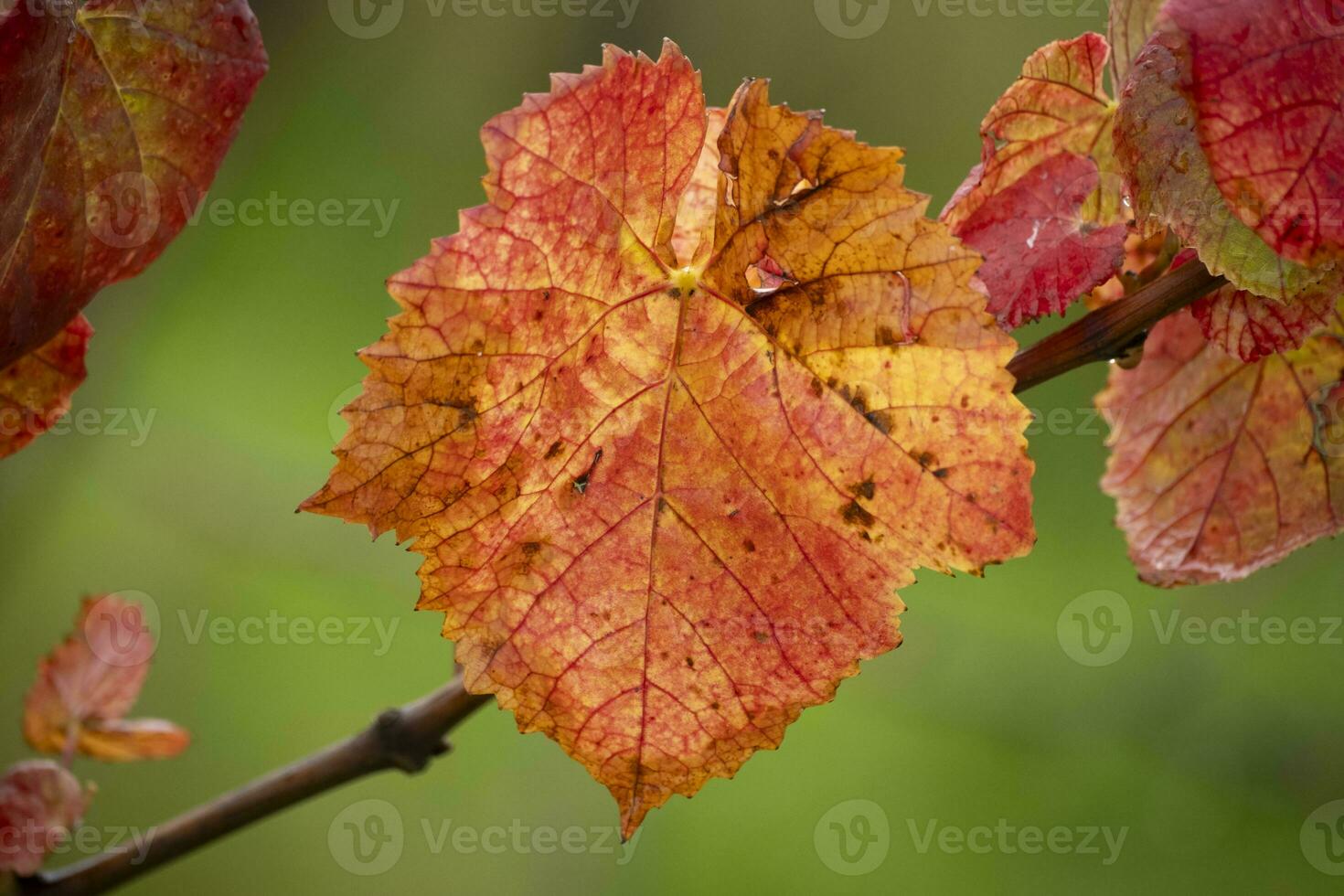 colorful leaves in autumn photo