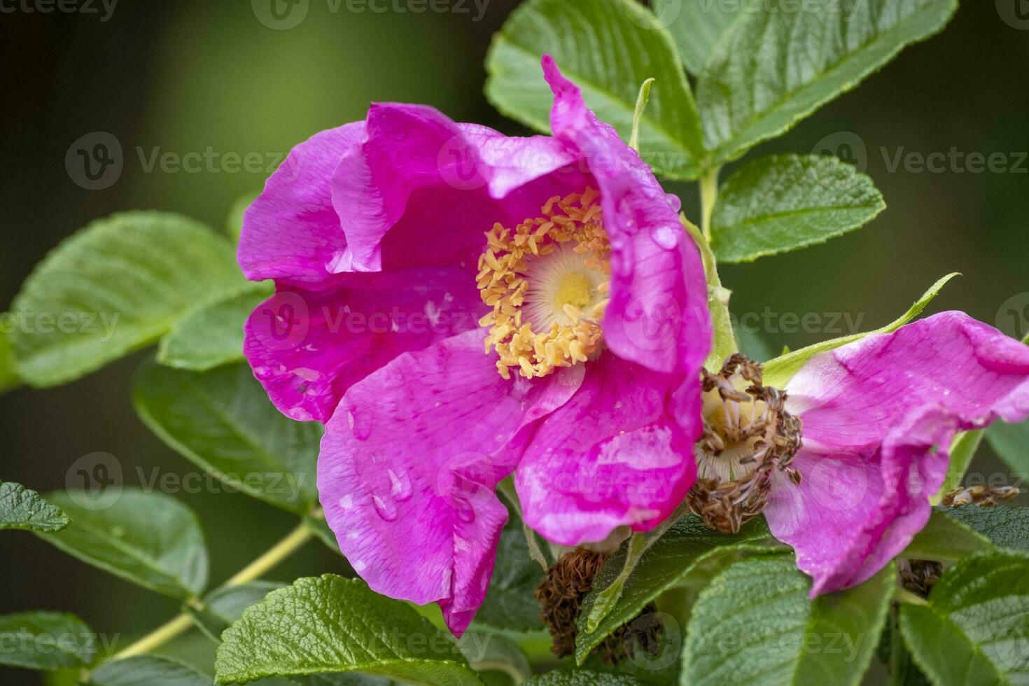 blossom rosehip in autumn photo